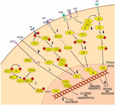 Molecular pathways and targeted therapies in head and neck cancers pathogenesis